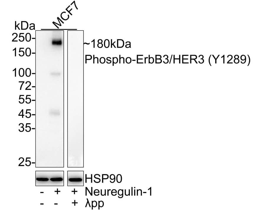 Western Blot: ErbB3/Her3 [p Tyr1289] Antibody (JE51-25) [NBP3-32765] - Western blot analysis of ErbB3/Her3 on different lysates with Rabbit anti-ErbB3/Her3 antibody (NBP3-32765) at 1/1,000 dilution. Lane 1: MCF7 cell lysate Lane 2: MCF7 serum starved for 6 hours then add 10nM Neuregulin-1 for 10 minutes cell lysate Lane 3: MCF7 serum starved for 6 hours then add 10nM Neuregulin-1 for 10 minutes cell lysate, then the membrane treated with  pp for 1 hour Lysates/proteins at 20 ug/Lane. Predicted band size: 148 kDa Observed band size: 180 kDa Exposure time: 3 minutes; ECL; 4-20% SDS-PAGE gel. Proteins were transferred to a PVDF membrane and blocked with 5% NFDM/TBST for 1 hour at room temperature. The primary antibody (NBP3-32765) at 1/1,000 dilution was used in 5% NFDM/TBST at 4C overnight. Goat Anti-Rabbit IgG - HRP Secondary Antibody at 1/50,000 dilution was used for 1 hour at room temperature.