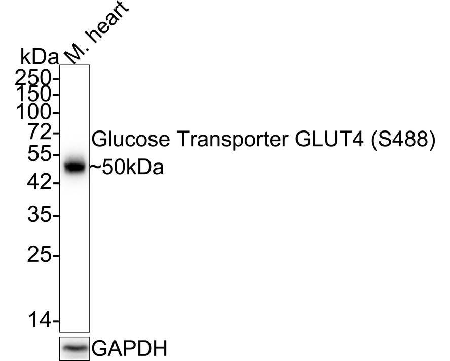 Western blot analysis of  mouse heart tissue lysates (no heat) with NBP3-32766 at 1/1,000 dilution. Notice: no heat means the lysate is not boiled. Lysates/proteins at 30 µg/Lane. Predicted band size: 55 kDa Observed band size: 50 kDa Exposure time: 3 minutes; 4-20% SDS-PAGE gel. Proteins were transferred to a PVDF membrane and blocked with 5% NFDM/TBST for 1 hour at room temperature. NBP3-32766 at 1/1,000 dilution was used in 5% NFDM/TBST at 4℃ overnight. Goat Anti-Rabbit IgG [HRP] Secondary Antibody at 1/50,000 dilution was used for 1 hour at room temperature.