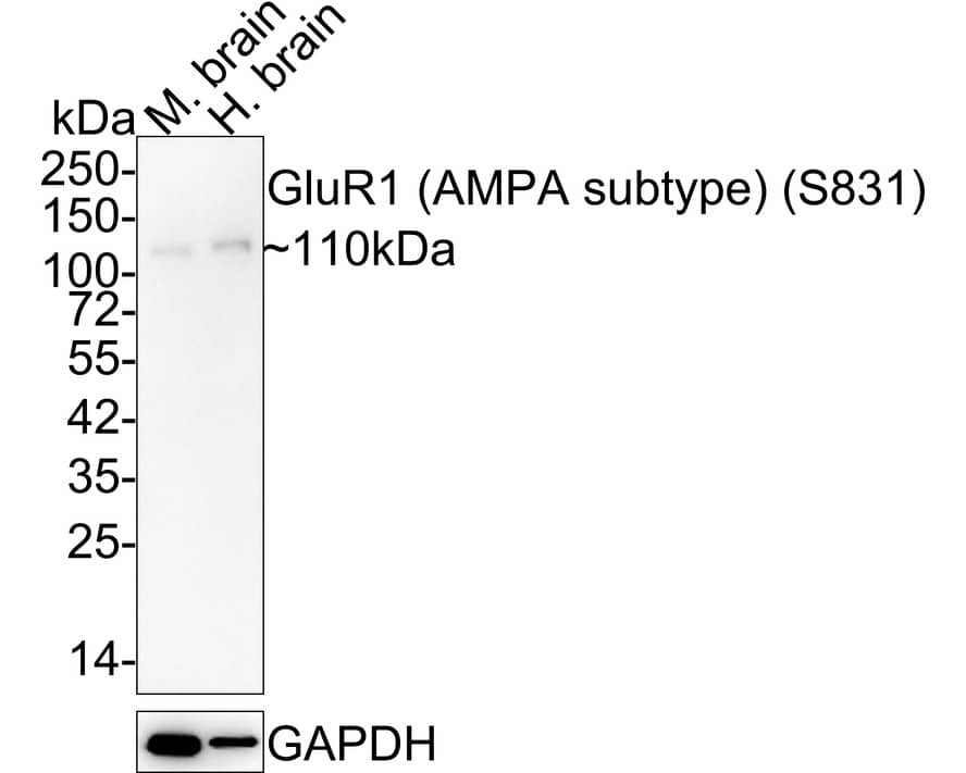 Western Blot: GluR1 [p Ser831] Antibody (JE44-96) - AMPA Subtype [NBP3-32767] - Western blot analysis of GluR1 on different lysates with Rabbit anti-GluR1 antibody (NBP3-32767) at 1/1,000 dilution. Lane 1: Mouse brain tissue lysate Lane 2: Human brain tissue lysate Lysates/proteins at 30 ug/Lane. Predicted band size: 102 kDa Observed band size: 110 kDa Exposure time: 1 minute; 4-20% SDS-PAGE gel. Proteins were transferred to a PVDF membrane and blocked with 5% NFDM/TBST for 1 hour at room temperature. The primary antibody (NBP3-32767) at 1/1,000 dilution was used in 5% NFDM/TBST at 4C overnight. Goat Anti-Rabbit IgG - HRP Secondary Antibody at 1/50,000 dilution was used for 1 hour at room temperature.