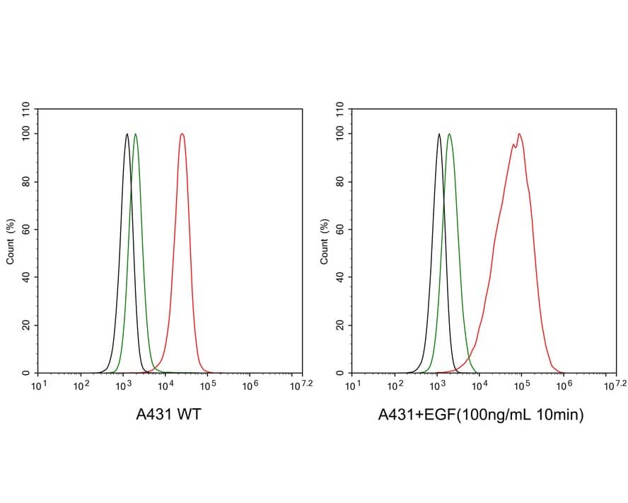 Flow Cytometry: ErbB2/Her2 [p Tyr1139] Antibody (JE60-90) [NBP3-32768] - Flow cytometric analysis of A431 cells treated with or without 100ng/mL EGF for 10 minutes labeling ErbB2/Her2. Cells were fixed and permeabilized. Then stained with the primary antibody (NBP3-32768, 1μg/mL) (red) compared with Rabbit IgG Isotype Control (green). After incubation of the primary antibody at +4℃ for an hour, the cells were stained with a iFluor™ 488 conjugate-Goat anti-Rabbit IgG Secondary antibody at 1/1,000 dilution for 30 minutes at +4℃. Unlabelled sample was used as a control (cells without incubation with primary antibody; black).