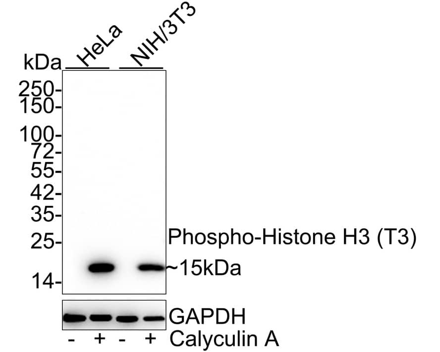 Western Blot: Histone H3 [p Thr3] Antibody (JE42-48) [NBP3-32772] - Western blot analysis of Histone H3 on different lysates with Rabbit anti-Histone H3 antibody (NBP3-32772) at 1/1,000 dilution. Lane 1: HeLa cell lysate Lane 2: HeLa treated with 20% FBS and 100nM Calyculin A for 30 minutes cell lysate Lane 3: NIH/3T3 cell lysate Lane 4: NIH/3T3 treated with 20% PBS and 100nM Calyculin A for 30 minutes cell lysate Lysates/proteins at 20 ug/Lane. Predicted band size: 15 kDa Observed band size: 15 kDa Exposure time: 25 seconds; 4-20% SDS-PAGE gel. Proteins were transferred to a PVDF membrane and blocked with 5% NFDM/TBST for 1 hour at room temperature. The primary antibody (NBP3-32772) at 1/1,000 dilution was used in 5% NFDM/TBST at 4C overnight. Goat Anti-Rabbit IgG - HRP Secondary Antibody at 1/50,000 dilution was used for 1 hour at room temperature.