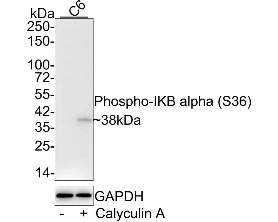 Western blot analysis on different lysates with NBP3-32773 at 1/1,000 dilution. Lane 1: C6 cell lysate Lane 2: C6 treated with 100n/mL Calyculin A for 1 hour cell lysate Lysates/proteins at 20 µg/Lane. Predicted band size: 36 kDa Observed band size: 38 kDa Exposure time: 2 minutes 45 seconds; 4-20% SDS-PAGE gel. Proteins were transferred to a PVDF membrane and blocked with 5% NFDM/TBST for 1 hour at room temperature. NBP3-32773 at 1/1,000 dilution was used in 5% NFDM/TBST at 4℃ overnight. Goat Anti-Rabbit IgG [HRP] Secondary Antibody at 1/50,000 dilution was used for 1 hour at room temperature.