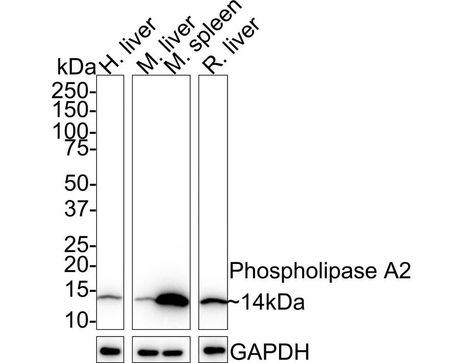 Western blot analysis on different lysates with NBP3-32775 at 1/1,000 dilution. Lane 1: Human liver tissue lysate (40 µg/Lane) Lane 2: Mouse liver tissue lysate (40 µg/Lane) Lane 3: Mouse spleen tissue lysate (40 µg/Lane) Lane 4: Rat liver tissue lysate (40 µg/Lane) Predicted band size: 16 kDa Observed band size: 14 kDa Exposure time: 30 seconds; 4-20% SDS-PAGE gel. Proteins were transferred to a PVDF membrane and blocked with 5% NFDM/TBST for 1 hour at room temperature. NBP3-32775 at 1/1,000 dilution was used in 5% NFDM/TBST at room temperature for 2 hours. Goat Anti-Rabbit IgG [HRP] Secondary Antibody at 1:50,000 dilution was used for 1 hour at room temperature.