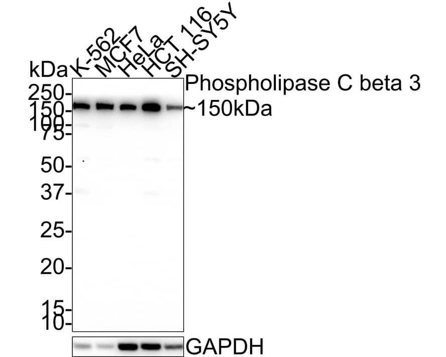 Western Blot: PLC-beta 3 Antibody (JE39-14) [NBP3-32776] - Western blot analysis of PLC-beta 3 on different lysates with Rabbit anti-PLC-beta 3 antibody (NBP3-32776) at 1/1,000 dilution. Lane 1: K-562 cell lysate Lane 2: MCF7 cell lysate Lane 3: HeLa cell lysate Lane 4: HCT 116 cell lysate Lane 5: SH-SY5Y cell lysate Lysates/proteins at 20 ug/Lane. Predicted band size: 139 kDa Observed band size: 150 kDa Exposure time: 1 minute; 4-20% SDS-PAGE gel. Proteins were transferred to a PVDF membrane and blocked with 5% NFDM/TBST for 1 hour at room temperature. The primary antibody (NBP3-32776) at 1/1,000 dilution was used in 5% NFDM/TBST at room temperature for 2 hours. Goat Anti-Rabbit IgG - HRP Secondary Antibody at 1:100,000 dilution was used for 1 hour at room temperature.