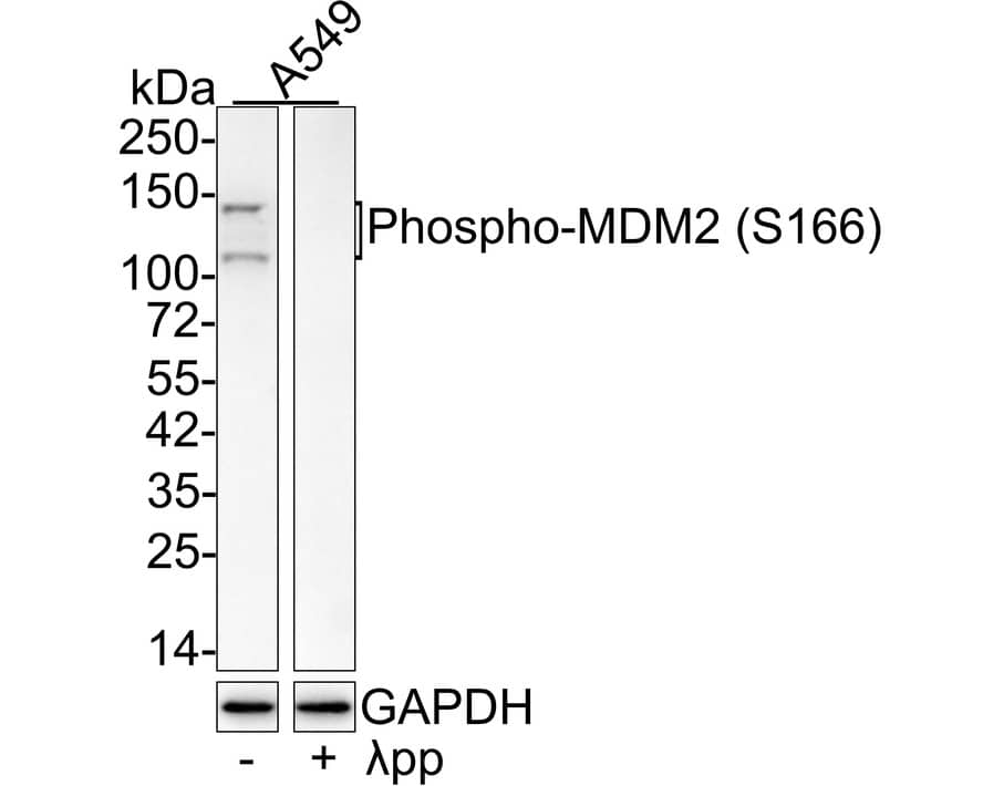 Western Blot: MDM2/HDM2 [p Ser166] Antibody (JE64-20) [NBP3-32777] - Western blot analysis of MDM2/HDM2 on different lysates with Rabbit anti-MDM2/HDM2 antibody (NBP3-32777) at 1/1,000 dilution. Lane 1: A549 cell lysate Lane 2: A549 treated with  pp for 1 hour cell lysate Lysates/proteins at 20 ug/Lane. Predicted band size: 55 kDa Observed band size: 110/140 kDa Exposure time: 57 seconds; 4-20% SDS-PAGE gel. Proteins were transferred to a PVDF membrane and blocked with 5% NFDM/TBST for 1 hour at room temperature. The primary antibody (NBP3-32777) at 1/1,000 dilution was used in 5% NFDM/TBST at 4C overnight. Goat Anti-Rabbit IgG - HRP Secondary Antibody at 1/50,000 dilution was used for 1 hour at room temperature.