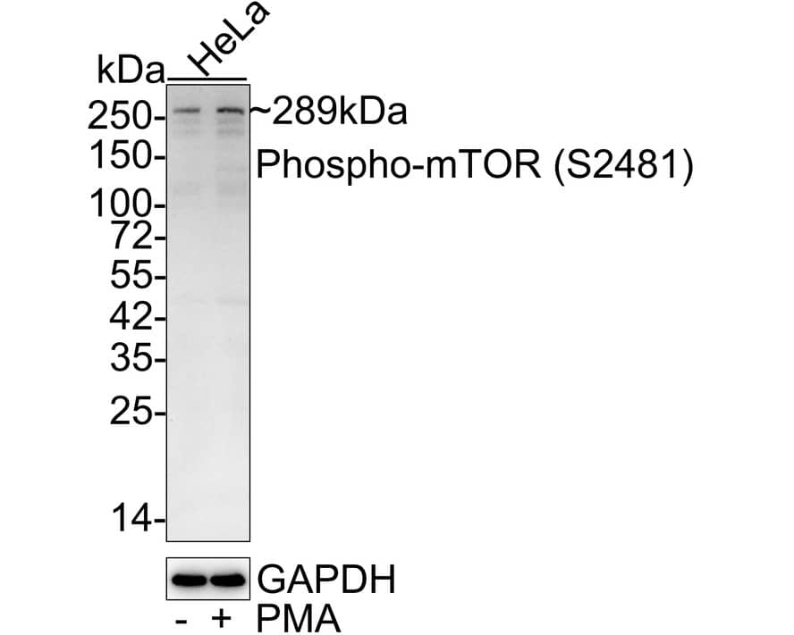 Western Blot: TOR/mTOR [p Ser2481] Antibody (JE59-62) [NBP3-32779] - Western blot analysis of TOR/mTOR on different lysates with Rabbit anti-TOR/mTOR antibody (NBP3-32779) at 1/5,000 dilution. Lane 1: HeLa whole cell lysate Lane 2: HeLa starved overnight then treated with 200nM PMA for 4 hours whole cell lysate Lysates/proteins at 20 ug/Lane. Predicted band size: 289 kDa Observed band size: 289 kDa Exposure time: 5 minutes; 4-20% SDS-PAGE gel. Proteins were transferred to a PVDF membrane and blocked with 5% NFDM/TBST for 1 hour at room temperature. The primary antibody (NBP3-32779) at 1/5,000 dilution was used in 5% NFDM/TBST at 4C overnight. Goat Anti-Rabbit IgG - HRP Secondary Antibody at 1:50,000 dilution was used for 1 hour at room temperature.