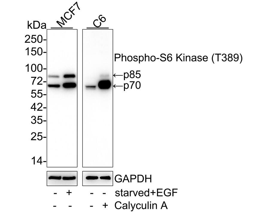 Western blot analysis on different lysates with NBP3-32783 at 1/1,000 dilution. Lane 1: MCF7 cell lysate Lane 2: MCF7 starved for 4 hours then treated with 200ng/mL EGF for 15 minutes cell lysate Lane 3: C6 cell lysate Lane 4: C6 treated with 100nM Calyculin A for 30 minutes cell lysate Lysates/proteins at 20 µg/Lane. Predicted band size: 59 kDa Observed band size: 70/85 kDa Exposure time: Lane 1-2: 3 minutes;  Exposure time: Lane 3-4: 46 seconds; 4-20% SDS-PAGE gel. Proteins were transferred to a PVDF membrane and blocked with 5% NFDM/TBST for 1 hour at room temperature. NBP3-32783 at 1/1,000 dilution was used in 5% NFDM/TBST at 4℃ overnight. Goat Anti-Rabbit IgG [HRP] Secondary Antibody at 1/50,000 dilution was used for 1 hour at room temperature.