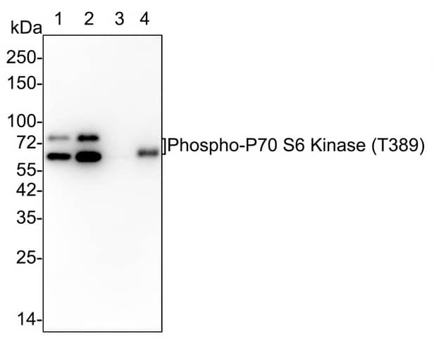 Western Blot: p70 S6 Kinase/S6K [p Thr389] Antibody (PSH02-23) [NBP3-32783] - Western blot analysis of p70 S6 Kinase/S6K on different lysates with Rabbit anti-p70 S6 Kinase/S6K antibody (NBP3-32783) at 1/2,000 dilution. Lane 1: MCF7 cell lysate Lane 2: MCF7 treated with 20% FBS overnight then add 100nM Calyculin A for 30 minutes cell lysate Lane 3: NIH/3T3 cell lysate Lane 4: NIH/3T3 treated with 20% FBS overnight then add 100nM Calyculin A for 30 minutes cell lysate Lysates/proteins at 15 µg/Lane. Predicted band size: 59 kDa Observed band size: 70/85 kDa Exposure time:  Lane 1-4 (left): 1 minute 2 seconds;  Lane 1-4 (right): 3 minutes; 4-20% SDS-PAGE gel. Proteins were transferred to a PVDF membrane and blocked with 5% NFDM/TBST for 1 hour at room temperature. The primary antibody at 1/2,000 dilution was used in 5% NFDM/TBST at 4℃ overnight. Goat Anti-Rabbit IgG - HRP Secondary Antibody at 1/50,000 dilution was used for 1 hour at room temperature.