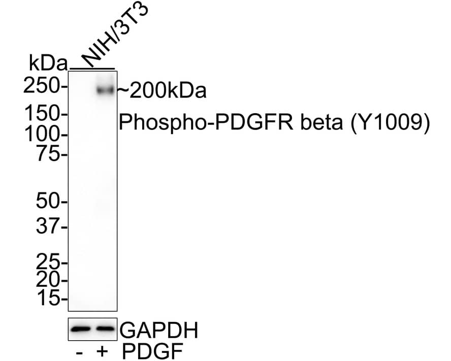 Western blot analysis on different lysates with NBP3-32785 at 1/1,000 dilution. Lane 1: NIH/3T3 cell lysate Lane 2: NIH/3T3 treated with 100ng/mL PDGF for 5 minutescell lysate Lysates/proteins at 20 µg/Lane. Predicted band size: 124 kDa Observed band size: 200 kDa (Glycosylation) Exposure time: 3 minutes; 4-20% SDS-PAGE gel. Proteins were transferred to a PVDF membrane and blocked with 5% NFDM/TBST for 1 hour at room temperature. NBP3-32785 at 1/1,000 dilution was used in 5% NFDM/TBST at 4℃ overnight. Goat Anti-Rabbit IgG [HRP] Secondary Antibody at 1/50,000 dilution was used for 1 hour at room temperature.