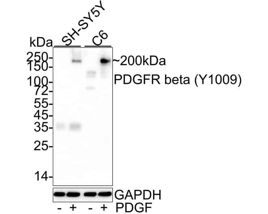 Western blot analysis on different lysates with NBP3-32785 at 1/1,000 dilution. Lane 1: SH-SY5Y cell lysate Lane 2: SH-SY5Y treated with 100ng/mL PDGF for 5 minutes cell lysate Lane 3: C6 cell lysate Lane 4: C6 treated with 100ng/mL PDGF for 5 minutes cell lysate Lysates/proteins at 20 µg/Lane. Predicted band size: 124 kDa Observed band size: 200 kDa (Glycosylation) Exposure time: 25 seconds;  4-20% SDS-PAGE gel. Proteins were transferred to a PVDF membrane and blocked with 5% NFDM/TBST for 1 hour at room temperature. NBP3-32785 at 1/1,000 dilution was used in 5% NFDM/TBST at 4℃ overnight. Goat Anti-Rabbit IgG [HRP] Secondary Antibody at 1/50,000 dilution was used for 1 hour at room temperature.