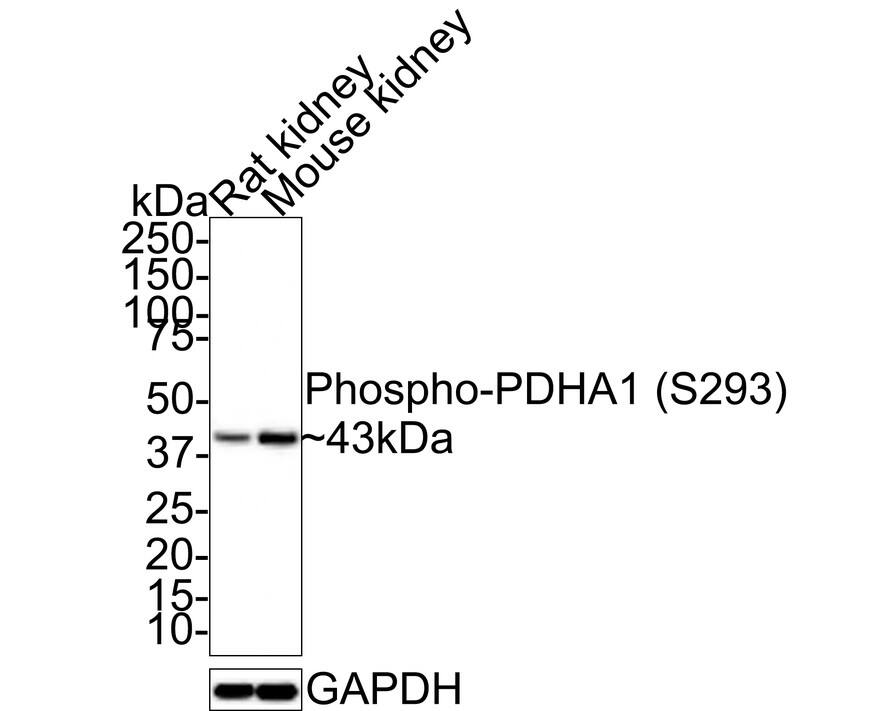 Western blot analysis on different lysates with NBP3-32787 at 1/1,000 dilution. Lane 1: Rat kidney tissue lysate Lane 2: Mouse kidney tissue lysate Lysates/proteins at 30 µg/Lane. Predicted band size: 43 kDa Observed band size: 43 kDa Exposure time: 10 seconds; 4-20% SDS-PAGE gel. Proteins were transferred to a PVDF membrane and blocked with 5% NFDM/TBST for 1 hour at room temperature. NBP3-32787 at 1/1,000 dilution was used in 5% NFDM/TBST at room temperature for 2 hours. Goat Anti-Rabbit IgG [HRP] Secondary Antibody at 1:100,000 dilution was used for 1 hour at room temperature.