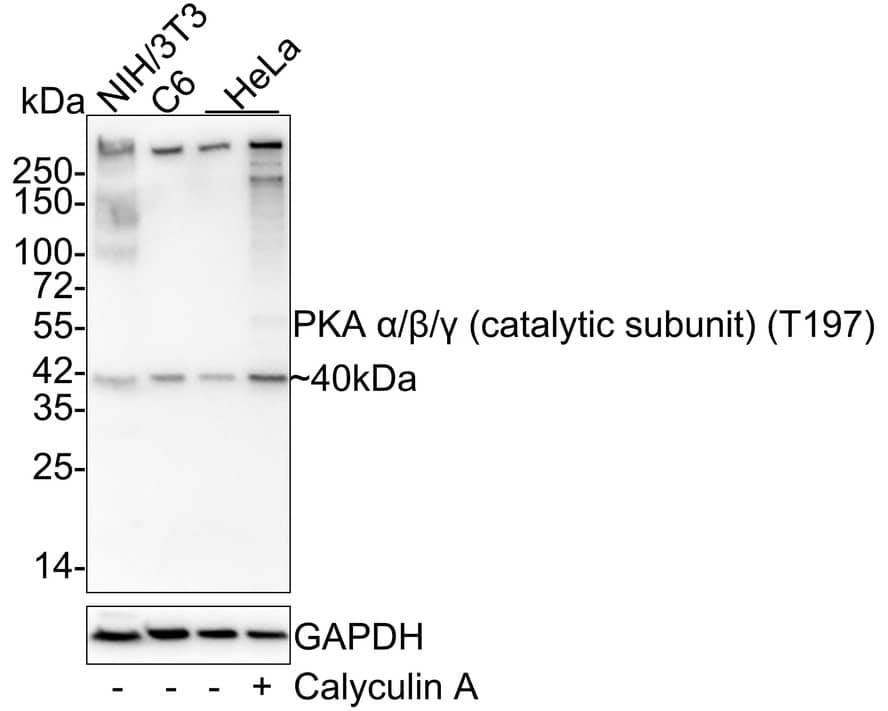 Western Blot: PKA C (pan) [p Thr197] Antibody (JE45-17) - (Catalytic Subunit) [NBP3-32788] - Western blot analysis of PKA C (pan) on different lysates with Rabbit anti-PKA C (pan) antibody (NBP3-32788) at 1/1,000 dilution. Lane 1: NIH/3T3 cell lysate Lane 2: C6 cell lysate Lane 3: HeLa cell lysate Lane 4: HeLa serum starved overnight then treated with 100nM Calyculin A for 1 hour cell lysate Lysates/proteins at 20 ug/Lane. Predicted band size: 40 kDa Observed band size: 40 kDa Exposure time: 46 seconds; 4-20% SDS-PAGE gel. Proteins were transferred to a PVDF membrane and blocked with 5% NFDM/TBST for 1 hour at room temperature. The primary antibody (NBP3-32788) at 1/1,000 dilution was used in 5% NFDM/TBST at 4C overnight. Goat Anti-Rabbit IgG - HRP Secondary Antibody at 1/50,000 dilution was used for 1 hour at room temperature.