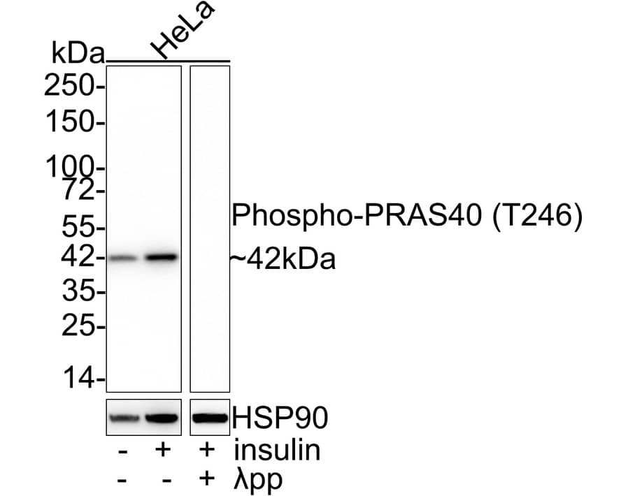 Western Blot: PRAS40 [p Thr246] Antibody (JE53-94) [NBP3-32790] - Western blot analysis of PRAS40 on different lysates with Rabbit anti-PRAS40 antibody (NBP3-32790) at 1/1,000 dilution. Lane 1: HeLa cell lysate Lane 2: HeLa serum starved and treated with 100nM insulin for 5 minutes cell lysate Lane 3: HeLa serum starved and treated with 100nM insulin for 5 minutes, then treated with  pp for 1 hour cell lysate Lysates/proteins at 20 ug/Lane. Predicted band size: 27 kDa Observed band size: 42 kDa Exposure time: 2 minutes; 4-20% SDS-PAGE gel. Proteins were transferred to a PVDF membrane and blocked with 5% NFDM/TBST for 1 hour at room temperature. The primary antibody (NBP3-32790) at 1/1,000 dilution was used in 5% NFDM/TBST at 4C overnight. Goat Anti-Rabbit IgG - HRP Secondary Antibody at 1/50,000 dilution was used for 1 hour at room temperature.