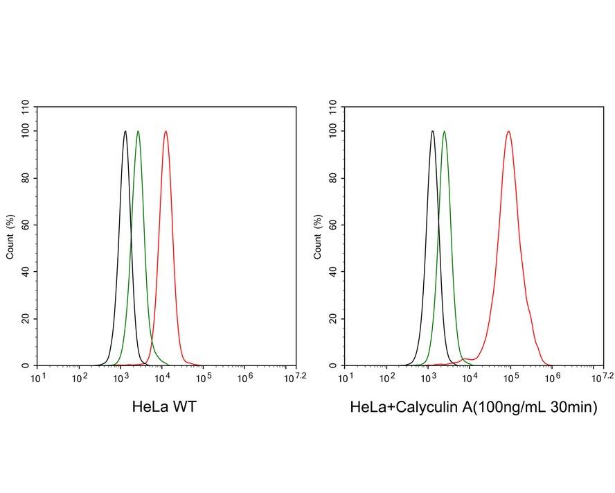 Flow Cytometry: Rad17 [p Ser656] Antibody (JE63-30) [NBP3-32792] - Flow cytometric analysis of HeLa cells treated with or without 100ng/mL Calyculin A for 30 minutes labeling Rad17. Cells were fixed and permeabilized. Then stained with the primary antibody (NBP3-32792, 1μg/mL) (red) compared with Rabbit IgG Isotype Control (green). After incubation of the primary antibody at +4℃ for an hour, the cells were stained with a iFluor™ 488 conjugate-Goat anti-Rabbit IgG Secondary antibody at 1/1,000 dilution for 30 minutes at +4℃. Unlabelled sample was used as a control (cells without incubation with primary antibody; black).