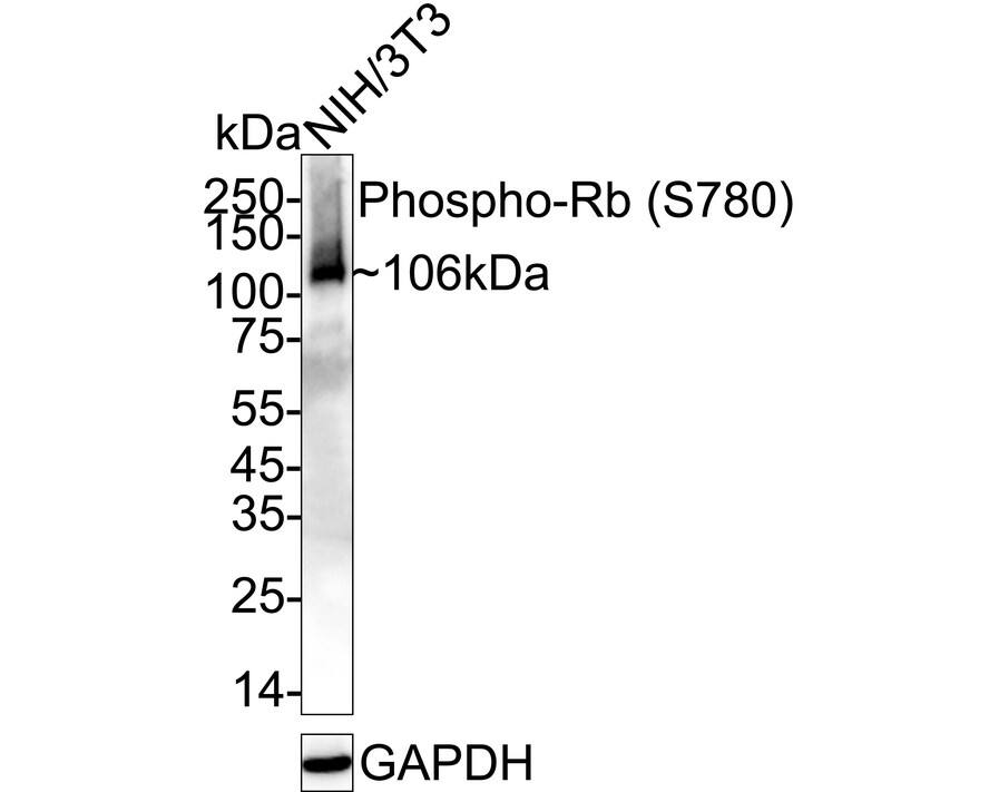Western blot analysis of  NIH/3T3 cell lysates with NBP3-32794 at 1/1,000 dilution. Lysates/proteins at 20 µg/Lane. Predicted band size: 106 kDa Observed band size: 106 kDa Exposure time: 3 minutes; 4-20% SDS-PAGE gel. Proteins were transferred to a PVDF membrane and blocked with 5% NFDM/TBST for 1 hour at room temperature. NBP3-32794 at 1/1,000 dilution was used in 5% NFDM/TBST at 4℃ overnight. Goat Anti-Rabbit IgG [HRP] Secondary Antibody at 1/50,000 dilution was used for 1 hour at room temperature.