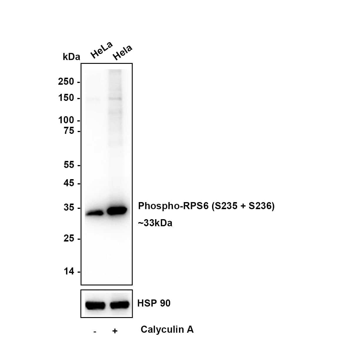 Western blot analysis on different lysates with NBP3-32796 at 1/5,000 dilution. Lane 1: HeLa (Human cervical adenocarcinoma cell) cell lysate Lane 2 : HeLa treated with 100mM Calyculin A for 30min cell lysate Lysates/proteins at 20 µg/Lane. Exposure time: 2 seconds Blocking: 5% NFDM/TBST, 1 hour at room temperature Primary antibody: NBP3-32796, 1/20,000 in primary antibody dilution buffer, overnight at 4 ℃ Secondary antibody: Goat Anti-Rabbit IgG [HRP] Secondary Antibody, 1/50,000 in 5% NFDM/TBST, 1 hour at room temperature Predicted band size: 28.7 kDa Observed band size: 33 kDa