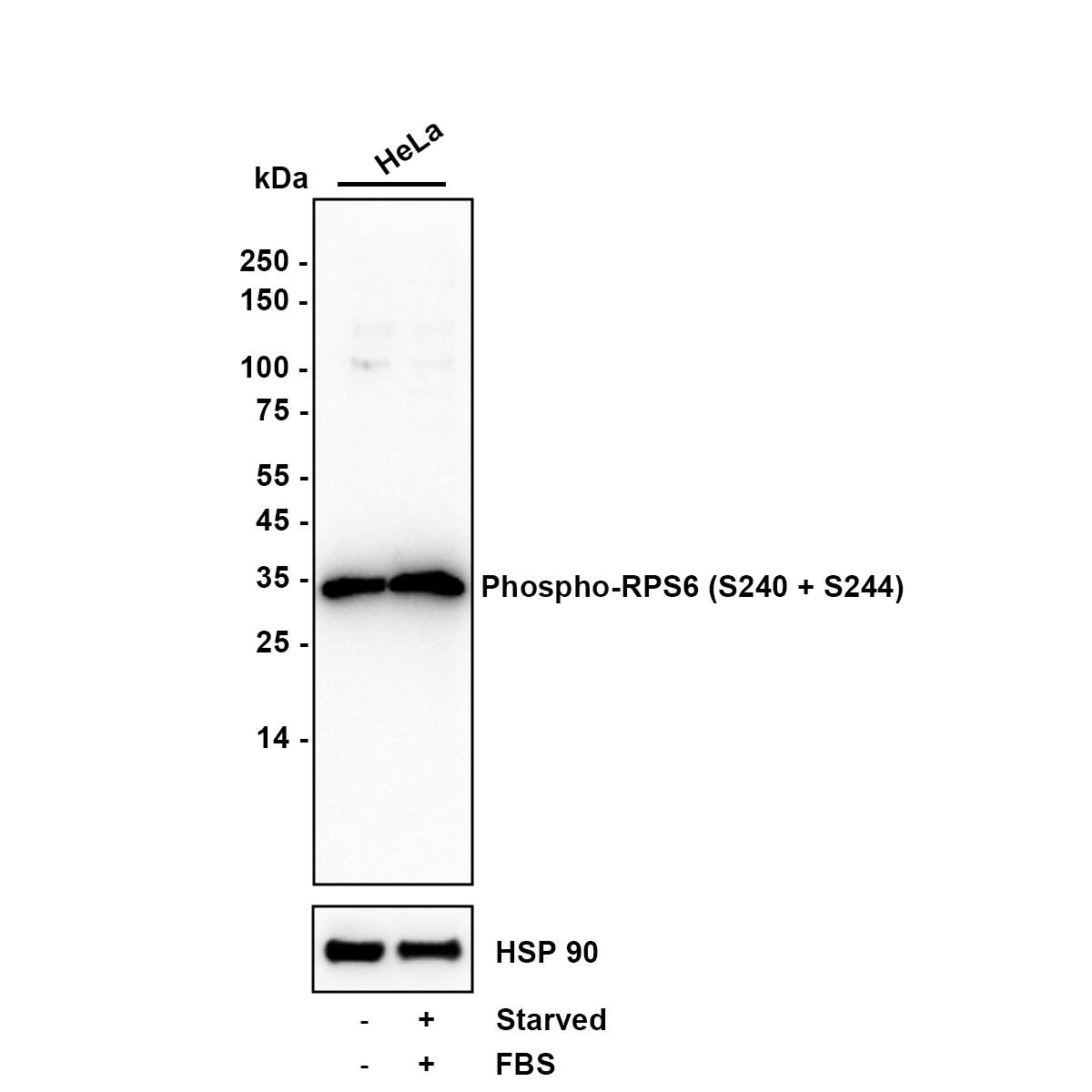 Western blot analysis on different lysates with NBP3-32797 at 1/2,000 dilution. Lane 1: HeLa (Human cervical adenocarcinoma cell) cell lysate Lane 2: HeLa serum starved for 40 hours then treated with 20% FBS for 2 hours cell lysate Lysates/proteins at 15 µg/Lane. Exposure time: 10 seconds Blocking: 5% NFDM/TBST, 1 hour at room temperature Primary antibody: NBP3-32797, 1/2,000 in primary antibody dilution buffer, overnight at 4 ℃ Secondary antibody: Goat Anti-Rabbit IgG [HRP] Secondary Antibody, 1/50,000 in 5% NFDM/TBST, 1 hour at room temperature Predicted band size: 29 kDa Observed band size: 33 kDa