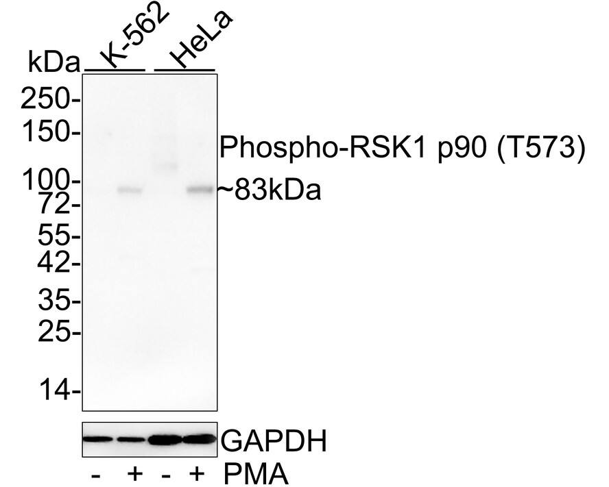 Western Blot: RSK1 [p Thr573] Antibody (JE50-12) [NBP3-32798] - Western blot analysis of RSK1 on different lysates with Rabbit anti-RSK1 antibody (NBP3-32798) at 1/1,000 dilution. Lane 1: K-562 cell lysate Lane 2: K-562 treated with 500nM PMA for 15 minutes cell lysate Lane 3: HeLa cell lysate Lane 4: HeLa treated with 200nM PMA for 4 hours cell lysate Lysates/proteins at 20 ug/Lane. Predicted band size: 83 kDa Observed band size: 83 kDa Exposure time: 1 minute; 4-20% SDS-PAGE gel. Proteins were transferred to a PVDF membrane and blocked with 5% NFDM/TBST for 1 hour at room temperature. The primary antibody (NBP3-32798) at 1/1,000 dilution was used in 5% NFDM/TBST at 4C overnight. Goat Anti-Rabbit IgG - HRP Secondary Antibody at 1/50,000 dilution was used for 1 hour at room temperature.