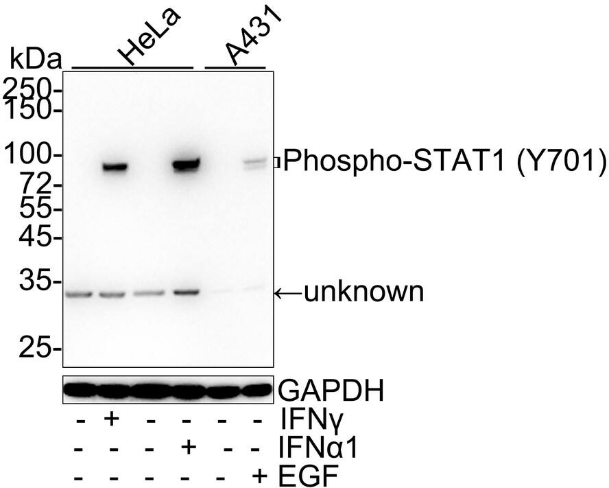 Western blot analysis on different lysates with NBP3-32799 at 1/1,000 dilution. Lane 1: HeLa cell lysate Lane 2: HeLa treated with 100ng/mL IFN gamma  for 30 minutes cell lysate Lane 3: HeLa cell lysate Lane 4: HeLa treated with 50ng/mL IFN alpha 1 for 30 minutes cell lysate Lane 5: A431 cell lysate Lane 6: A431 treated with 100ng/mL EGF for 30 minutes cell lysate Lysates/proteins at 20 µg/Lane. Predicted band size: 87 kDa Observed band size: 91/84 kDa (STAT1 alpha / beta ) Exposure time: 3 minutes; 4-20% SDS-PAGE gel. Proteins were transferred to a PVDF membrane and blocked with 5% NFDM/TBST for 1 hour at room temperature. NBP3-32799 at 1/1,000 dilution was used in 5% NFDM/TBST at 4℃ overnight. Goat Anti-Rabbit IgG [HRP] Secondary Antibody at 1/50,000 dilution was used for 1 hour at room temperature.