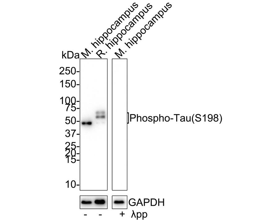 Western Blot: Tau [p Ser198] Antibody (JE66-79) [NBP3-32801] - Western blot analysis of Tau on different lysates with Rabbit anti-Tau antibody (NBP3-32801) at 1/2,000 dilution. Lane 1: Mouse hippocampus tissue lysate Lane 2: Rat hippocampus tissue lysate Lane 3: Mouse hippocampus treated with  pp for 1 hour tissue lysate Lysates/proteins at 30 ug/Lane. Predicted band size: 79 kDa Observed band size: 45-70 kDa Exposure time: 5 minutes; 4-20% SDS-PAGE gel. Proteins were transferred to a PVDF membrane and blocked with 5% NFDM/TBST for 1 hour at room temperature. The primary antibody (NBP3-32801) at 1/2,000 dilution was used in 5% NFDM/TBST at 4C overnight. Goat Anti-Rabbit IgG - HRP Secondary Antibody at 1/50,000 dilution was used for 1 hour at room temperature.
