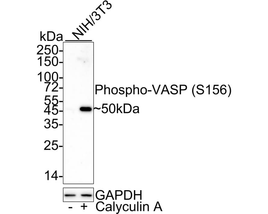 Western blot analysis on different lysates with NBP3-32815 at 1/1,000 dilution. Lane 1: NIH/3T3 cell lysate Lane 2: NIH/3T3 treated with 100nM Calyculin A for 30 minutes cell lysate Lysates/proteins at 20 µg/Lane. Predicted band size: 40 kDa Observed band size: 50 kDa Exposure time: 24 seconds; 4-20% SDS-PAGE gel. Proteins were transferred to a PVDF membrane and blocked with 5% NFDM/TBST for 1 hour at room temperature. NBP3-32815 at 1/1,000 dilution was used in 5% NFDM/TBST at 4℃ overnight. Goat Anti-Rabbit IgG [HRP] Secondary Antibody at 1/50,000 dilution was used for 1 hour at room temperature.