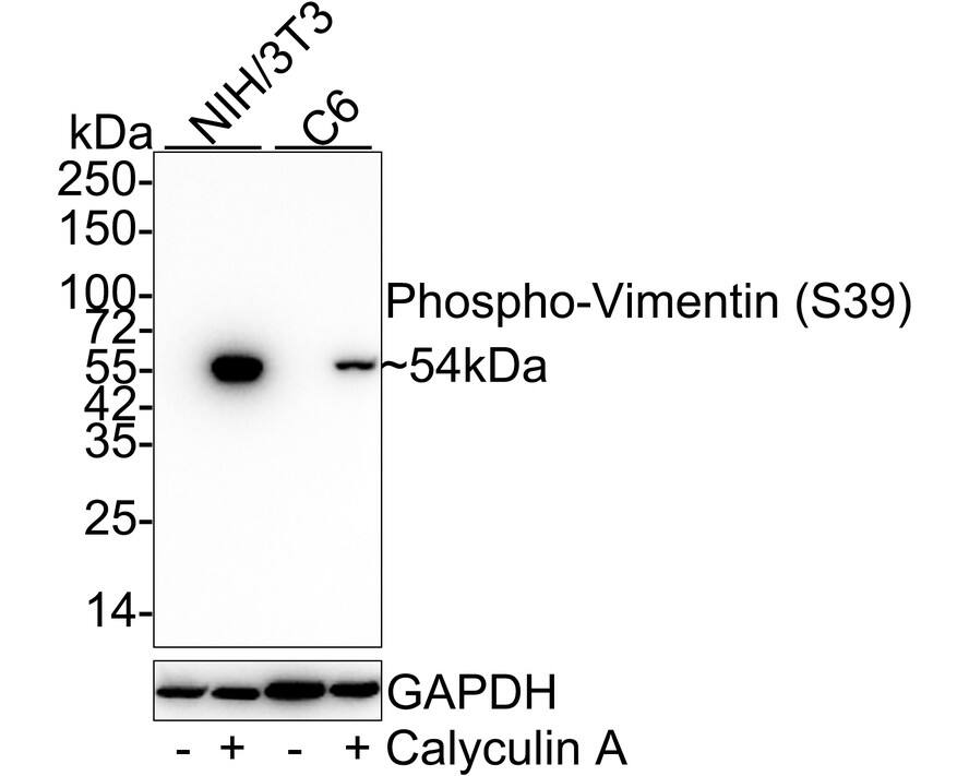 Western blot analysis on different lysates with NBP3-32816 at 1/1,000 dilution. Lane 1: NIH/3T3 cell lysate Lane 2: NIH/3T3 treated with 100nM Calyculin A for 30 minutes cell lysate Lane 3: C6 cell lysate Lane 4: C6 treated with 100nM Calyculin A for 30 minutes cell lysate Lysates/proteins at 20 µg/Lane. Predicted band size: 54 kDa Observed band size: 54 kDa Exposure time: 30 seconds; 4-20% SDS-PAGE gel. Proteins were transferred to a PVDF membrane and blocked with 5% NFDM/TBST for 1 hour at room temperature. NBP3-32816 at 1/1,000 dilution was used in 5% NFDM/TBST at 4℃ overnight. Goat Anti-Rabbit IgG [HRP] Secondary Antibody at 1/50,000 dilution was used for 1 hour at room temperature.