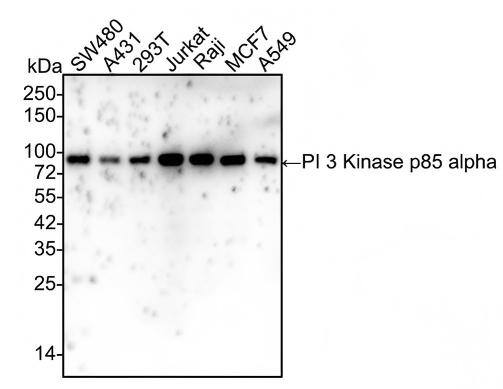 Western blot analysis on different lysates with NBP3-32817 at 1/5,000 dilution and competitor's antibody at 1/1,000 dilution. Lane 1: SW480 cell lysate Lane 2: A431 cell lysate Lane 3: 293T cell lysate Lane 4: Jurkat cell lysate Lane 5: Raji cell lysate Lane 6: MCF7 cell lysate Lane 7: A549 cell lysate Lysates/proteins at 15 µg/Lane. Predicted band size: 84 kDa Observed band size: 84 kDa Exposure time: 1 minute 40 seconds; 4-20% SDS-PAGE gel. Proteins were transferred to a PVDF membrane and blocked with 5% NFDM/TBST for 1 hour at room temperature. NBP3-32817 at 1/5,000 dilution and competitor's antibody at 1/1,000 dilution were used in 5% NFDM/TBST at 4℃ overnight. Goat anti-Mouse IgG [HRP] at 1/50,000 dilution was used for 1 hour at room temperature.
