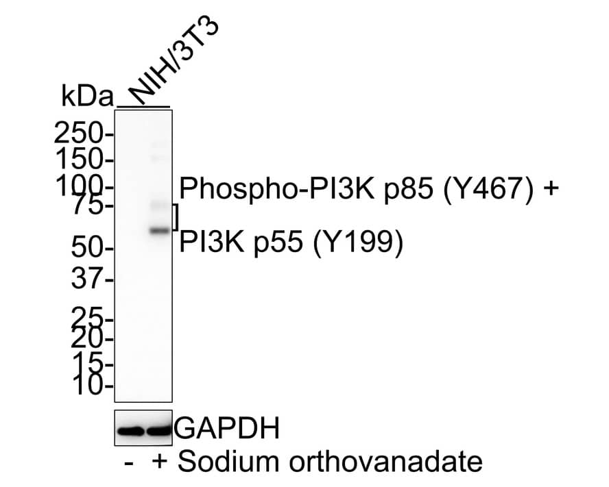 Western blot analysis on different lysates with NBP3-32818 at 1/1,000 dilution. Lane 1: NIH/3T3 cell lysate Lane 2: NIH/3T3 treated with 1mM sodium orthovanadate for 30 minutes cell lysate Lysates/proteins at 30 µg/Lane. Predicted band size: 84 kDa Observed band size: 55/85 kDa Exposure time: 3 minutes 10 seconds;  4-20% SDS-PAGE gel. Proteins were transferred to a PVDF membrane and blocked with 5% NFDM/TBST for 1 hour at room temperature. NBP3-32818 at 1/1,000 dilution was used in 5% NFDM/TBST at room temperature for 2 hours. Goat Anti-Rabbit IgG [HRP] Secondary Antibody at 1/100,000 dilution was used for 1 hour at room temperature.