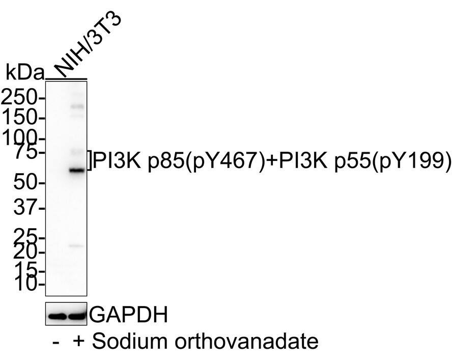 Western blot analysis on different lysates with NBP3-32819 at 1/1,000 dilution. Lane 1: NIH/3T3 whole cell lysate Lane 2: NIH/3T3 treated with 1mM sodium orthovanadate for 30 minutes whole cell lysate Lysates/proteins at 30 µg/Lane. Predicted band size: 84 kDa Observed band size: 55/85 kDa Exposure time: 3 minutes 10 seconds; 4-20% SDS-PAGE gel. Proteins were transferred to a PVDF membrane and blocked with 5% NFDM/TBST for 1 hour at room temperature. NBP3-32819 at 1/1,000 dilution was used in 5% NFDM/TBST at room temperature for 2 hours. Goat Anti-Rabbit IgG [HRP] Secondary Antibody at 1/100,000 dilution was used for 1 hour at room temperature.