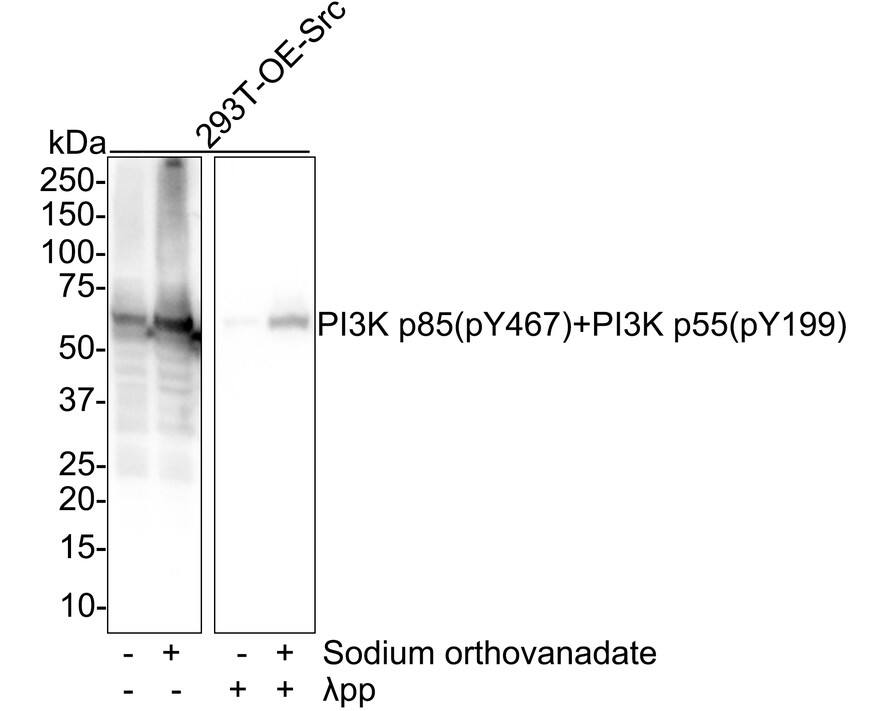 Western blot analysis on different lysates with NBP3-32819 at 1/1,000 dilution. Lane 1: 293T overexpress Src whole cell lysate Lane 2: 293T overexpress Src treated with 1mM sodium orthovanadate for 30 minutes whole cell lysate Lane 3: 293T overexpress Src treated with  lambda pp for 1 hour whole cell lysate Lane 4: 293T overexpress Src treated with 1mM sodium orthovanadate for 30 minutes, then treated with  lambda pp for 1 hour whole cell lysate Lysates/proteins at 20 µg/Lane. Predicted band size: 84 kDa Observed band size: 55 kDa Exposure time: 28 seconds; 4-20% SDS-PAGE gel. Proteins were transferred to a PVDF membrane and blocked with 5% NFDM/TBST for 1 hour at room temperature. NBP3-32819 at 1/1,000 dilution was used in 5% NFDM/TBST at room temperature for 2 hours. Goat Anti-Rabbit IgG [HRP] Secondary Antibody at 1/100,000 dilution was used for 1 hour at room temperature.