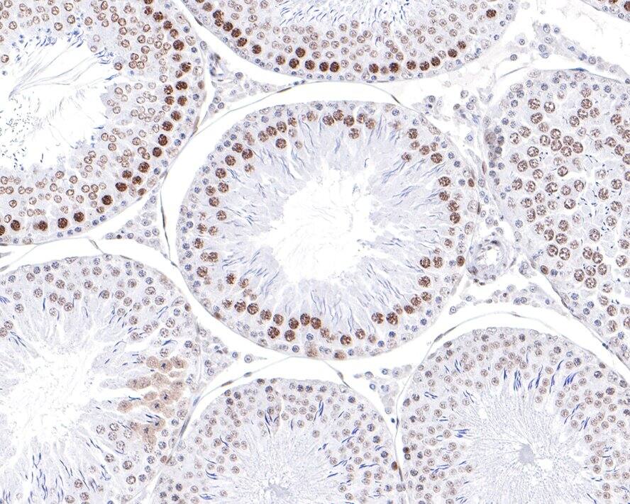 Immunohistochemistry: PIAS3 Antibody (JE30-36) [NBP3-32820] - Immunohistochemical analysis of paraffin-embedded rat testis tissue with Rabbit anti-PIAS3 antibody (NBP3-32820) at 1/100 dilution. The section was pre-treated using heat mediated antigen retrieval with sodium citrate buffer (pH 6.0) for 2 minutes. The tissues were blocked in 1% BSA for 20 minutes at room temperature, washed with ddH2O and PBS, and then probed with the primary antibody (NBP3-32820) at 1/100 dilution for 1 hour at room temperature. The detection was performed using an HRP conjugated compact polymer system. DAB was used as the chromogen. Tissues were counterstained with hematoxylin and mounted with DPX.