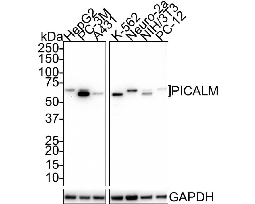 Western Blot: PICALM Antibody (PSH01-63) [NBP3-32821] - Western blot analysis of PICALM on different lysates with Rabbit anti-PICALM antibody (NBP3-32821) at 1/1,000 dilution. Lane 1: HepG2 cell lysate Lane 2: PC-3M cell lysate Lane 3: A431 cell lysate Lane 4: K-562 cell lysate Lane 5: Neuro-2a cell lysate Lane 6: NIH/3T3 cell lysate Lane 7: PC-12 cell lysate Lysates/proteins at 20 ug/Lane. Predicted band size: 71 kDa Observed band size: 65/71 kDa Exposure time: 3 minutes; 4-20% SDS-PAGE gel. Proteins were transferred to a PVDF membrane and blocked with 5% NFDM/TBST for 1 hour at room temperature. The primary antibody (NBP3-32821) at 1/1,000 dilution was used in 5% NFDM/TBST at room temperature for 2 hours. Goat Anti-Rabbit IgG - HRP Secondary Antibody at 1/50,000 dilution was used for 1 hour at room temperature.