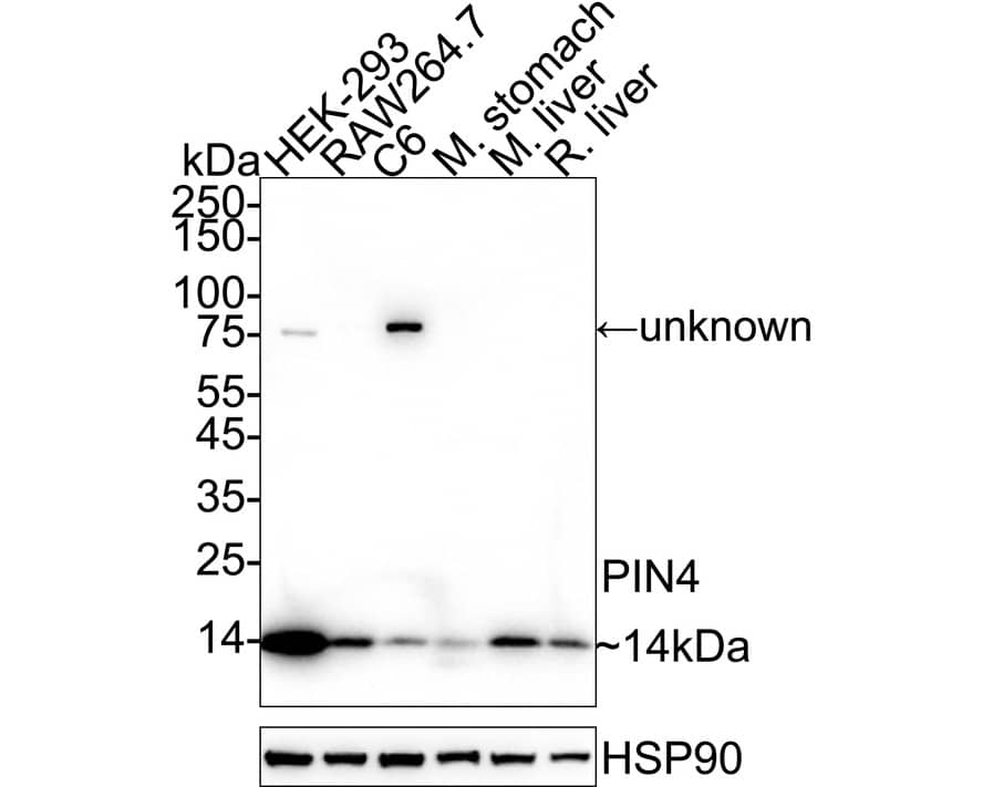 Western blot analysis on different lysates with NBP3-32823 at 1/2,000 dilution. Lane 1: HEK-293 cell lysate (20 µg/Lane) Lane 2: RAW264.7 cell lysate (20 µg/Lane) Lane 3: C6 cell lysate (20 µg/Lane) Lane 4: Mouse stomach tissue lysate (40 µg/Lane) Lane 5: Mouse liver tissue lysate (40 µg/Lane) Lane 6: Rat liver tissue lysate (40 µg/Lane) Predicted band size: 14 kDa Observed band size: 14 kDa Exposure time: 2 minutes;  4-20% SDS-PAGE gel. Proteins were transferred to a PVDF membrane and blocked with 5% NFDM/TBST for 1 hour at room temperature. NBP3-32823 at 1/2,000 dilution was used in 5% NFDM/TBST at 4℃ overnight. Goat Anti-Rabbit IgG [HRP] Secondary Antibody at 1/50,000 dilution was used for 1 hour at room temperature.
