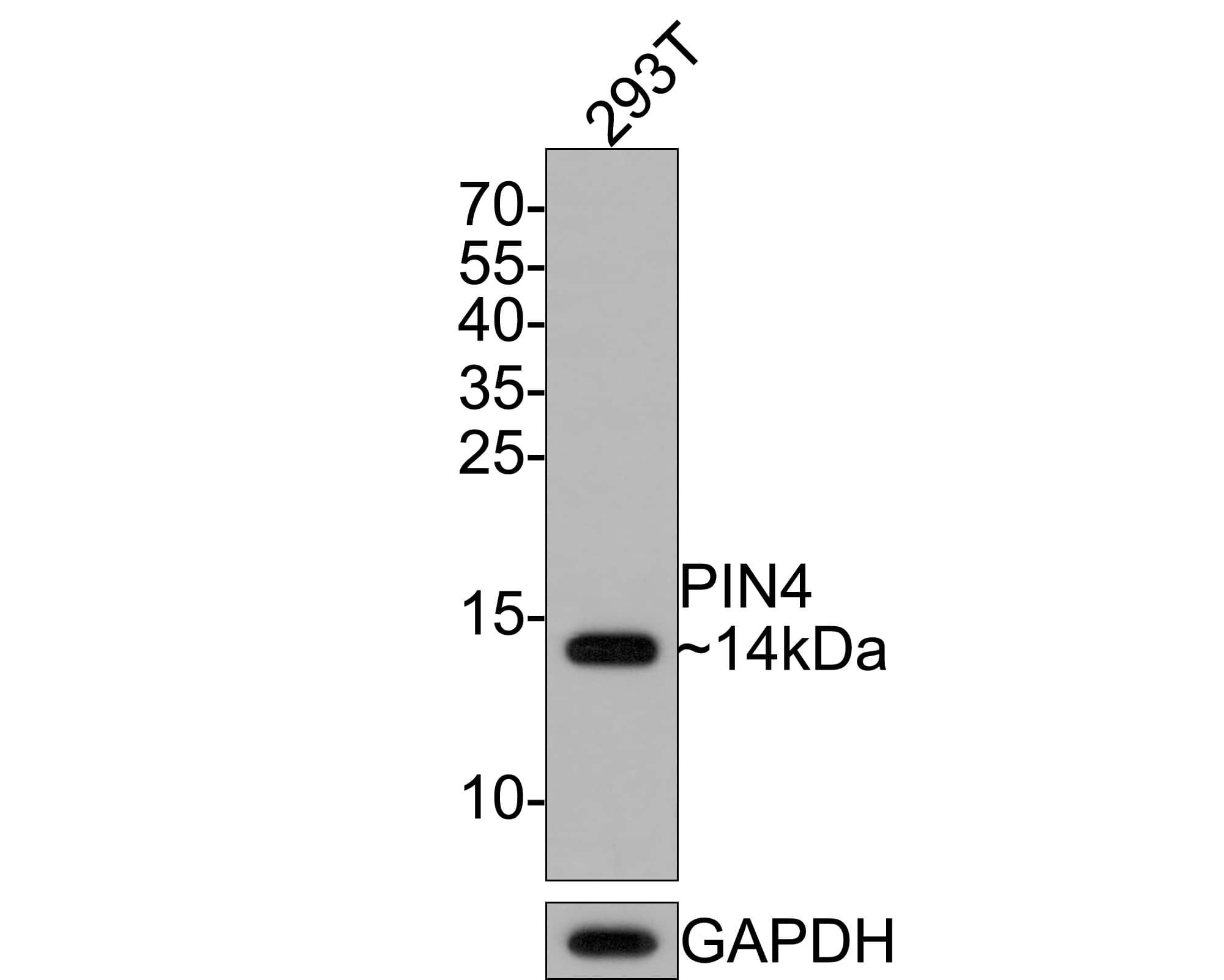 Western Blot: PIN4 Antibody (JE64-05) [NBP3-32823] - Western blot analysis of PIN4 on 293T cell lysates with Rabbit anti-PIN4 antibody (NBP3-32823) at 1/500 dilution. Lysates/proteins at 10 ug/Lane. Predicted band size: 14 kDa Observed band size: 14 kDa Exposure time: 2 minutes; 15% SDS-PAGE gel. Proteins were transferred to a PVDF membrane and blocked with 5% NFDM/TBST for 1 hour at room temperature. The primary antibody (NBP3-32823) at 1/500 dilution was used in 5% NFDM/TBST at room temperature for 2 hours. Goat Anti-Rabbit IgG - HRP Secondary Antibody at 1:300,000 dilution was used for 1 hour at room temperature.