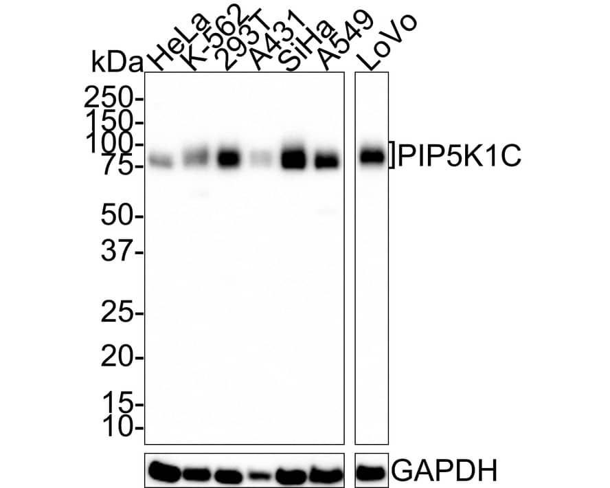 Western blot analysis on different lysates with NBP3-32824 at 1/1,000 dilution. Lane 1: HeLa cell lysate Lane 2: K-562 cell lysate Lane 3: 293T cell lysate Lane 4: A431 cell lysate Lane 5: SiHa cell lysate Lane 6: A549 cell lysate Lane 7: LoVo cell lysate Lysates/proteins at 20 µg/Lane. Predicted band size: 73 kDa Observed band size: 87/90 kDa Exposure time: 3 minutes; 4-20% SDS-PAGE gel. Proteins were transferred to a PVDF membrane and blocked with 5% NFDM/TBST for 1 hour at room temperature. NBP3-32824 at 1/1,000 dilution was used in 5% NFDM/TBST at 4℃ overnight. Goat Anti-Rabbit IgG [HRP] Secondary Antibody at 1/50,000 dilution was used for 1 hour at room temperature.