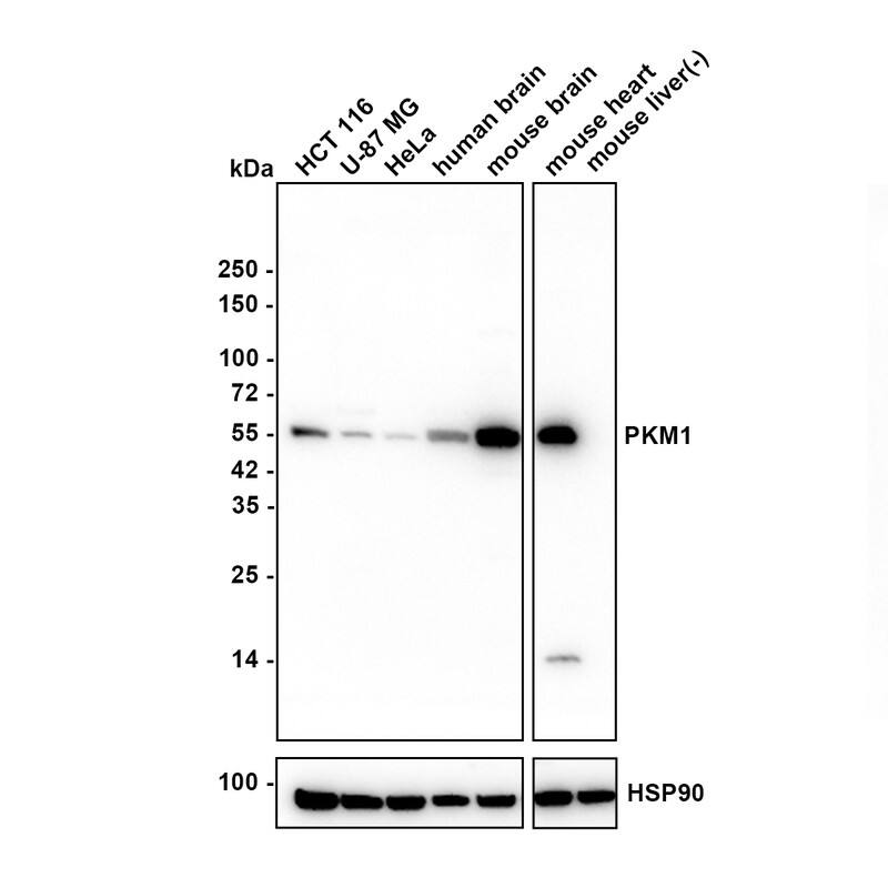 Western blot analysis on different lysates with NBP3-32825 at 1/1,000 dilution. Lane 1: HCT 116 cell lysate(20 µg/Lane) Lane 2: U-87 MG cell lysate(20 µg/Lane) Lane 3: HeLa cell lysate(20 µg/Lane) Lane 4: human brain tissue lysate(40 µg/Lane) Lane 5: mouse brain tissue lysate(40 µg/Lane) Lane 6: mouse heart tissue lysate(40 µg/Lane) Lane 7: mouse liver tissue lysate(40 µg/Lane) Low expression: mouse liver Exposure time: 14 seconds Blocking: 5% NFDM/TBST, 1 hour at room temperature Primary antibody: NBP3-32825, 1/1,000 in 5% NFDM/TBST, overnight at 4 ℃ Secondary antibody: Goat Anti-Rabbit IgG [HRP] Secondary Antibody, 1/50,000 in 5% NFDM/TBST, 1 hour at room temperature Predicted band size: 58 kDa Observed band size:58 kDa