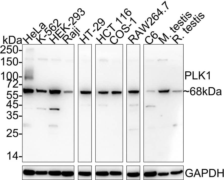 Western Blot: PLK1 Antibody (PSH04-35) [NBP3-32829] - Western blot analysis of PLK1 on different lysates with Rabbit anti-PLK1 antibody (NBP3-32829) at 1/1,000 dilution. Lane 1: HeLa cell lysate (20 ug/Lane) Lane 2: K-562 cell lysate (20 ug/Lane) Lane 3: HEK-293 cell lysate (20 ug/Lane) Lane 4: Raji cell lysate (20 ug/Lane) Lane 5: HT-29 cell lysate (20 ug/Lane) Lane 6: HCT 116 cell lysate (20 ug/Lane) Lane 7: COS-1 cell lysate (20 ug/Lane) Lane 8: RAW264.7 cell lysate (20 ug/Lane) Lane 9: C6 cell lysate (20 ug/Lane) Lane 10: Mouse testis tissue lysate (40 ug/Lane) Lane 11: Rat testis tissue lysate (40 ug/Lane) Predicted band size: 68 kDa Observed band size: 68 kDa Exposure time: 1 minute; ECL; 4-20% SDS-PAGE gel. Proteins were transferred to a PVDF membrane and blocked with 5% NFDM/TBST for 1 hour at room temperature. The primary antibody (NBP3-32829) at 1/1,000 dilution was used in 5% NFDM/TBST at 4C overnight. Goat Anti-Rabbit IgG - HRP Secondary Antibody at 1/50,000 dilution was used for 1 hour at room temperature.