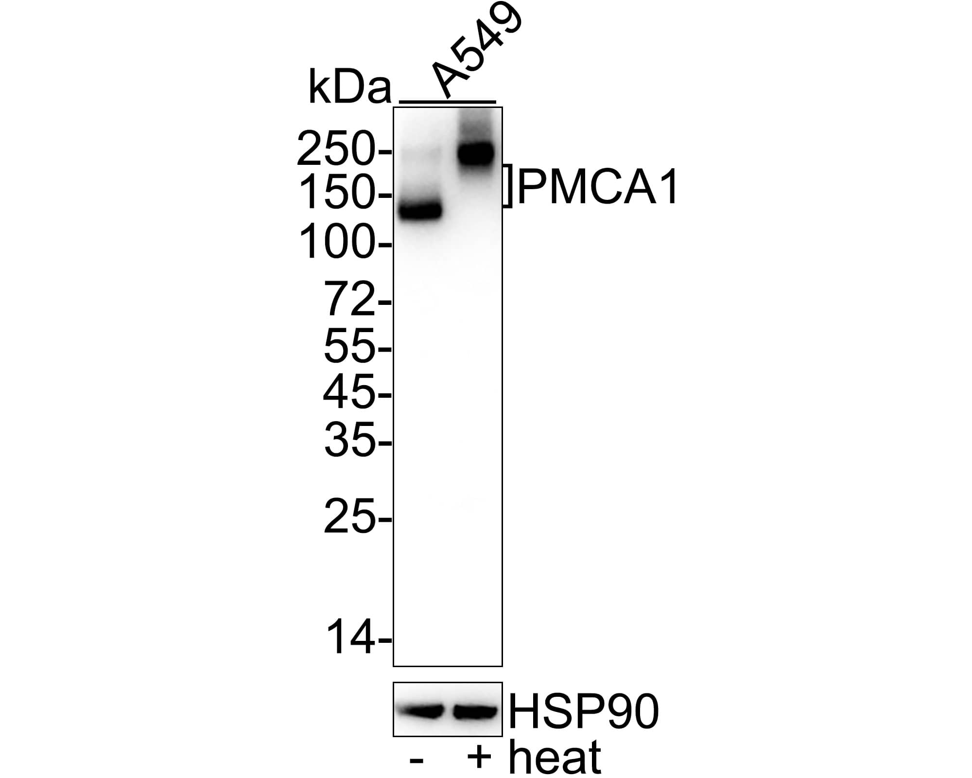 Western Blot: PMCA1 Antibody (JE34-05) [NBP3-32830] - Western blot analysis of PMCA1 on different lysates with Rabbit anti-PMCA1 antibody (NBP3-32830) at 1/1,000 dilution. Lane 1: A549 cell lysate (no heat) Lane 2: A549 cell lysate Lysates/proteins at 20 ug/Lane. Predicted band size: 135 kDa Observed band size: 135-250 kDa Exposure time: 20 seconds; ECL; 4-20% SDS-PAGE gel. Proteins were transferred to a PVDF membrane and blocked with 5% NFDM/TBST for 1 hour at room temperature. The primary antibody (NBP3-32830) at 1/1,000 dilution was used in 5% NFDM/TBST at 4C overnight. Goat Anti-Rabbit IgG - HRP Secondary Antibody at 1/50,000 dilution was used for 1 hour at room temperature.