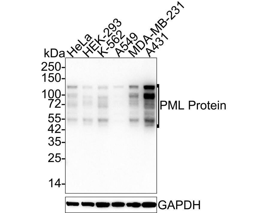 Western Blot: PML Protein Antibody (PSH02-68) [NBP3-32831] - Western blot analysis of PML Protein on different lysates with Rabbit anti-PML Protein antibody (NBP3-32831) at 1/5,000 dilution. Lane 1: HeLa cell lysate Lane 2: HEK-293 cell lysate Lane 3: K-562 cell lysate Lane 4: A549 cell lysate Lane 5: MDA-MB-231 cell lysate Lane 6: A431 cell lysate Lysates/proteins at 15 ug/Lane. Predicted band size: 98 kDa Observed band size: 50-130 kDa Exposure time: 40 seconds; 4-20% SDS-PAGE gel. Proteins were transferred to a PVDF membrane and blocked with 5% NFDM/TBST for 1 hour at room temperature. The primary antibody (NBP3-32831) at 1/5,000 dilution was used in 5% NFDM/TBST at 4C overnight. Goat Anti-Rabbit IgG - HRP Secondary Antibody at 1/50,000 dilution was used for 1 hour at room temperature.