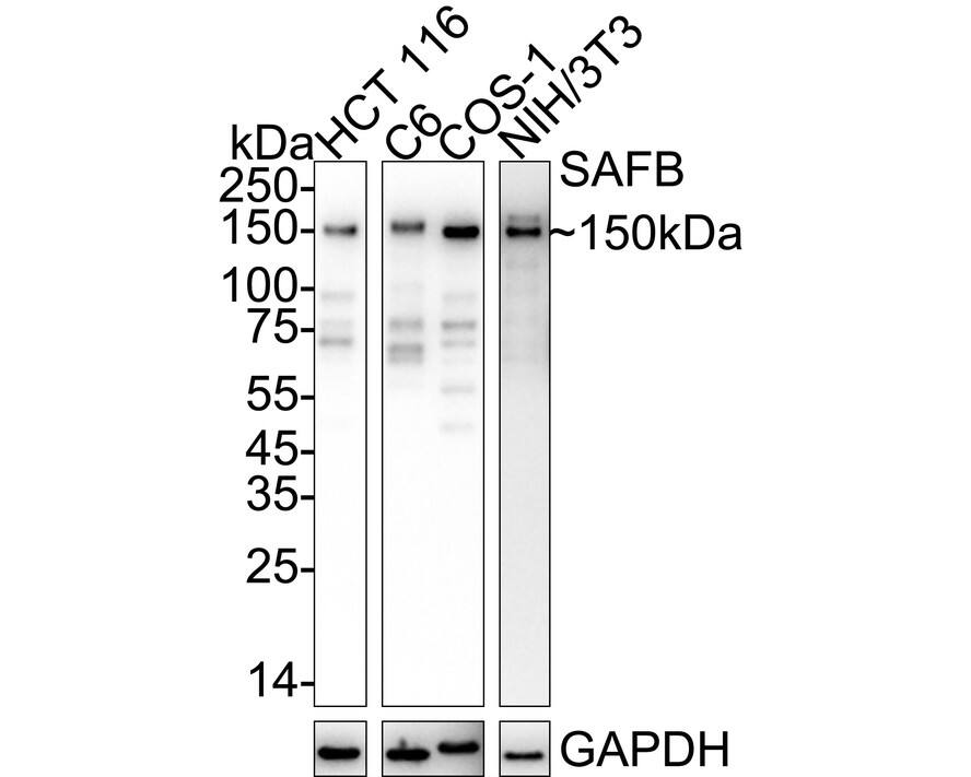 Western Blot SAFB Antibody (JE64-94)