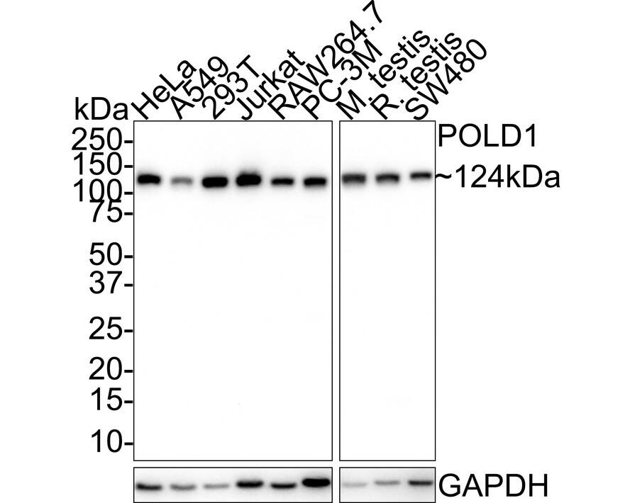 Western blot analysis on different lysates with NBP3-32838 at 1/1,000 dilution. Lane 1: HeLa cell lysate (20 µg/Lane) Lane 2: A549 cell lysate (20 µg/Lane) Lane 3: 293T cell lysate (20 µg/Lane) Lane 4: Jurkat cell lysate (20 µg/Lane) Lane 5: RAW264.7 cell lysate (20 µg/Lane) Lane 6: PC-3M cell lysate (20 µg/Lane) Lane 7: Mouse testis tissue lysate (40 µg/Lane) Lane 8: Rat testis tissue lysate (40 µg/Lane) Lane 9: SW480 cell lysate (20 µg/Lane) Predicted band size: 124 kDa Observed band size: 124 kDa Exposure time: 1 minute; 4-20% SDS-PAGE gel. Proteins were transferred to a PVDF membrane and blocked with 5% NFDM/TBST for 1 hour at room temperature. NBP3-32838 at 1/1,000 dilution was used in 5% NFDM/TBST at room temperature for 2 hours. Goat Anti-Rabbit IgG [HRP] Secondary Antibody at 1:100,000 dilution was used for 1 hour at room temperature.