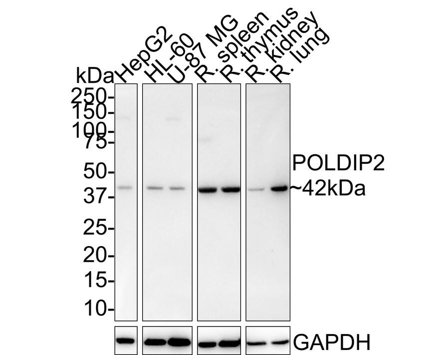 Western blot analysis on different lysates with NBP3-32839 at 1/1,000 dilution. Lane 1: HepG2 cell lysate (20 µg/Lane) Lane 2: HL-60 cell lysate (20 µg/Lane) Lane 3: U-87 MG cell lysate (20 µg/Lane) Lane 4: Rat spleen tissue lysate (40 µg/Lane) Lane 5: Rat thymus tissue lysate (40 µg/Lane) Lane 6: Rat kidney tissue lysate (40 µg/Lane) Lane 7: Rat lung tissue lysate (40 µg/Lane) Predicted band size: 42 kDa Observed band size: 42 kDa Exposure time: 8 minutes 54 seconds; 4-20% SDS-PAGE gel. Proteins were transferred to a PVDF membrane and blocked with 5% NFDM/TBST for 1 hour at room temperature. NBP3-32839 at 1/1,000 dilution was used in 5% NFDM/TBST at room temperature for 2 hours. Goat Anti-Rabbit IgG [HRP] Secondary Antibody at 1:50,000 dilution was used for 1 hour at room temperature.
