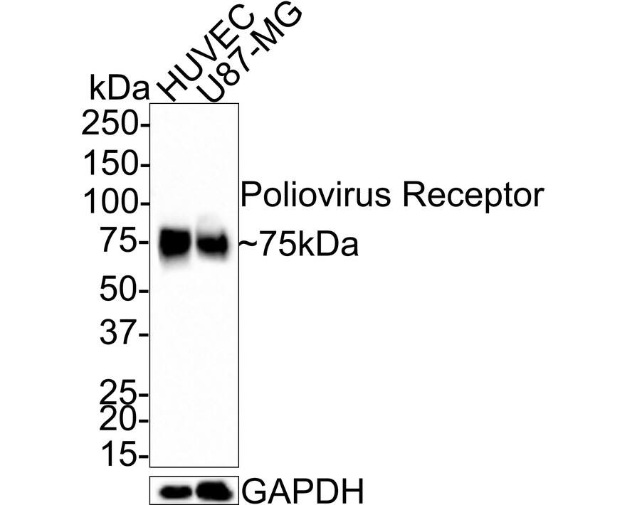 Western Blot: CD155/PVR Antibody (JE45-53) [NBP3-32840] - Western blot analysis of CD155/PVR on different lysates with Rabbit anti-CD155/PVR antibody (NBP3-32840) at 1/1,000 dilution. Lane 1: HUVEC cell lysate Lane 2: U87-MG cell lysate Lysates/proteins at 20 ug/Lane. Predicted band size: 45 kDa Observed band size: 75 kDa Exposure time: 4 minutes 39 seconds; 4-20% SDS-PAGE gel. Proteins were transferred to a PVDF membrane and blocked with 5% NFDM/TBST for 1 hour at room temperature. The primary antibody (NBP3-32840) at 1/1,000 dilution was used in 5% NFDM/TBST at room temperature for 2 hours. Goat Anti-Rabbit IgG - HRP Secondary Antibody at 1:100,000 dilution was used for 1 hour at room temperature.