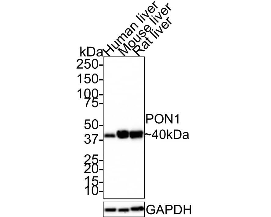 Western Blot: PON1 Antibody (JE30-90) [NBP3-32843] - Western blot analysis of PON1 on different lysates with Rabbit anti-PON1 antibody (NBP3-32843) at 1/1,000 dilution. Lane 1: Human liver tissue lysate Lane 2: Mouse liver tissue lysate Lane 3: Rat liver tissue lysate Lysates/proteins at 30 ug/Lane. Predicted band size: 40 kDa Observed band size: 40 kDa Exposure time: 3 minutes; 4-20% SDS-PAGE gel. Proteins were transferred to a PVDF membrane and blocked with 5% NFDM/TBST for 1 hour at room temperature. The primary antibody (NBP3-32843) at 1/1,000 dilution was used in 5% NFDM/TBST at room temperature for 2 hours. Goat Anti-Rabbit IgG - HRP Secondary Antibody at 1:100,000 dilution was used for 1 hour at room temperature.