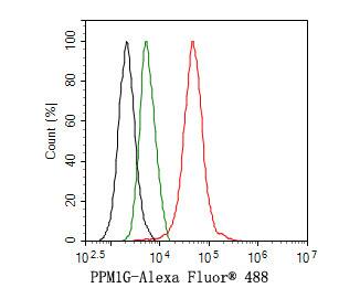 Flow Cytometry: PP2C gamma/PPM1G Antibody (JE64-91) [NBP3-32844] - Flow cytometric analysis of HepG2 cells labeling PP2C gamma/PPM1G. Cells were fixed and permeabilized. Then stained with the primary antibody (NBP3-32844, 1ug/ml) (red) compared with Rabbit IgG Isotype Control (green). After incubation of the primary antibody at +4℃ for an hour, the cells were stained with a Alexa Fluor® 488 conjugate-Goat anti-Rabbit IgG Secondary antibody at 1/1,000 dilution for 30 minutes at +4℃. Unlabelled sample was used as a control (cells without incubation with primary antibody; black).