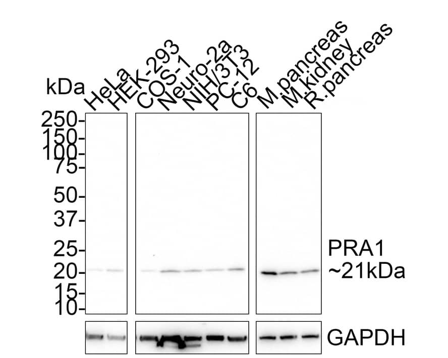 Western blot analysis on different lysates with NBP3-32849 at 1/1,000 dilution. Lane 1: HeLa cell lysate Lane 2: HEK-293 cell lysate Lane 3: COS-1 cell lysate Lane 4: Neuro-2a cell lysate Lane 5: NIH/3T3 cell lysate Lane 6: PC-12 cell lysate Lane 7: C6 cell lysate Lane 8: Mouse pancreas cell lysate Lane 9: Mouse kidney tissue lysate Lane 10: Rat pancreas tissue lysate Lysates/proteins at 30 µg/Lane. Predicted band size: 20.6 kDa Observed band size: 21 kDa Exposure time: 3 minutes; 4-20% SDS-PAGE gel. Proteins were transferred to a PVDF membrane and blocked with 5% NFDM/TBST for 1 hour at room temperature. NBP3-32849 at 1/1,000 dilution was used in 5% NFDM/TBST at room temperature for 2 hours. Goat Anti-Rabbit IgG [HRP] Secondary Antibody at 1/50,000 dilution was used for 1 hour at room temperature.