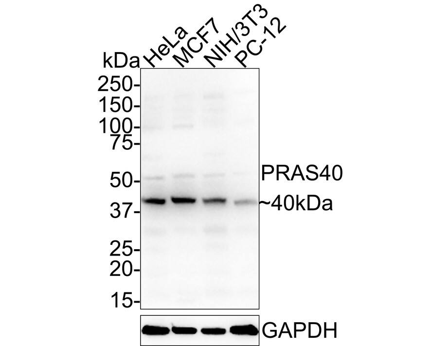 Western Blot: PRAS40 Antibody (JE30-60) [NBP3-32850] - Western blot analysis of PRAS40 on different lysates with Rabbit anti-PRAS40 antibody (NBP3-32850) at 1/1,000 dilution. Lane 1: HeLa cell lysate Lane 2: MCF7 cell lysate Lane 3: NIH/3T3 cell lysate Lane 4: PC-12 cell lysate Lysates/proteins at 40 ug/Lane. Predicted band size: 27 kDa Observed band size: 40 kDa Exposure time: 1 minute 40 seconds; 4-20% SDS-PAGE gel. Proteins were transferred to a PVDF membrane and blocked with 5% NFDM/TBST for 1 hour at room temperature. The primary antibody (NBP3-32850) at 1/1,000 dilution was used in 5% NFDM/TBST at 4C overnight. Goat Anti-Rabbit IgG - HRP Secondary Antibody at 1:50,000 dilution was used for 1 hour at room temperature.