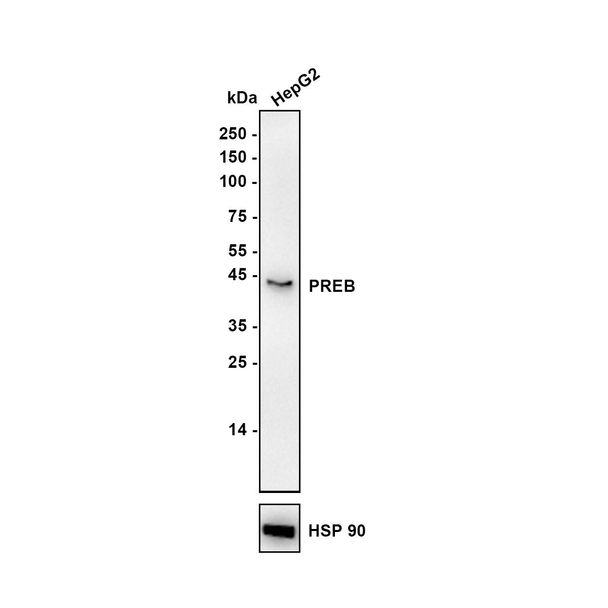 Western blot analysis of  HepG2 (Human liver cancer cell) cell lysate with NBP3-32852 at 1/10,000 dilution. Lysates/proteins at 10 µg/Lane. Exposure time: 3 minutes; ECL: K1802 Blocking: 5% NFDM/TBST, 1 hour at room temperature Primary antibody: NBP3-32852, 1/10,000 in primary antibody dilution buffer, overnight at 4 ℃ Secondary antibody: Goat Anti-Rabbit IgG [HRP] Secondary Antibody, 1/50,000 in 5% NFDM/TBST, 1 hour at room temperature Predicted band size: 45.5 kDa Observed band size: 45 kDa