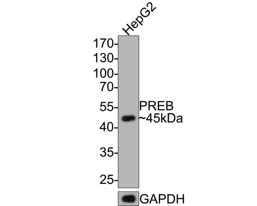 Western Blot: PREB Antibody (JE64-56) [NBP3-32852] - Western blot analysis of PREB on HepG2 cell lysates with Rabbit anti-PREB antibody (NBP3-32852) at 1/500 dilution. Lysates/proteins at 10 ug/Lane. Predicted band size: 45 kDa Observed band size: 45 kDa Exposure time: 2 minutes; 10% SDS-PAGE gel. Proteins were transferred to a PVDF membrane and blocked with 5% NFDM/TBST for 1 hour at room temperature. The primary antibody (NBP3-32852) at 1/500 dilution was used in 5% NFDM/TBST at room temperature for 2 hours. Goat Anti-Rabbit IgG - HRP Secondary Antibody at 1:300,000 dilution was used for 1 hour at room temperature.