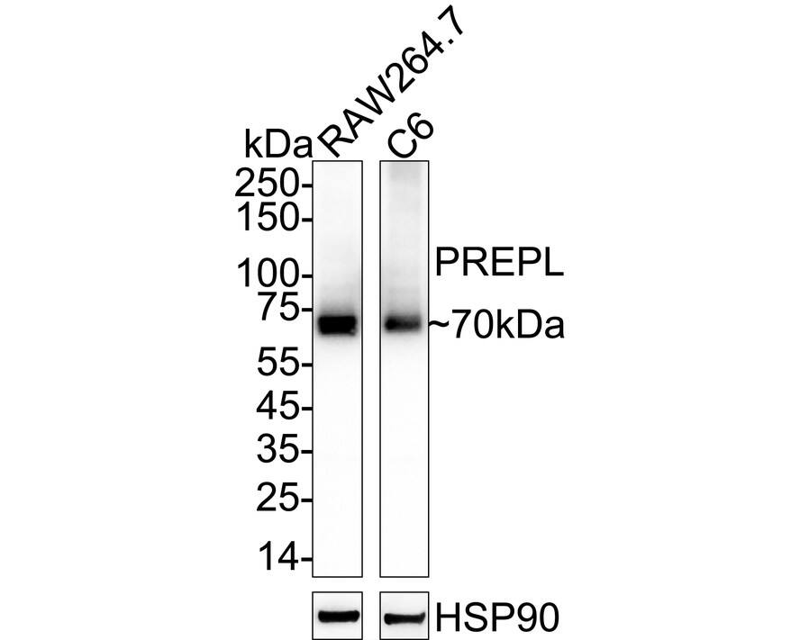 Western blot analysis on different lysates with NBP3-32853 at 1/5,000 dilution. Lane 1: RAW264.7 cell lysate Lane 2: C6 cell lysate Lysates/proteins at 20 µg/Lane. Predicted band size: 84 kDa Observed band size: 70 kDa Exposure time: 46 seconds;  4-20% SDS-PAGE gel. Proteins were transferred to a PVDF membrane and blocked with 5% NFDM/TBST for 1 hour at room temperature. NBP3-32853 at 1/5,000 dilution was used in primary antibody dilution at 4℃ overnight. Goat Anti-Rabbit IgG [HRP] Secondary Antibody at 1/50,000 dilution was used for 1 hour at room temperature.